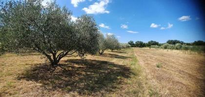 vgc villa olive grove 00005